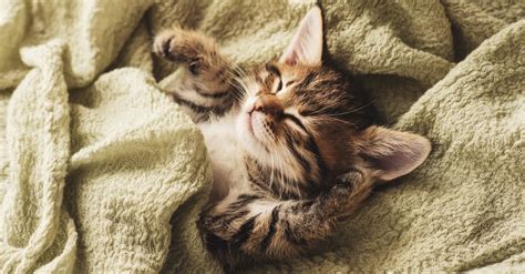 kedilerin uyku pozisyonları ve anlamları